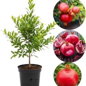 Pomegranate Tree Live Plant, Cold Hardy, 5-7 Inches Tall, 4 Inch Potted - Image 5