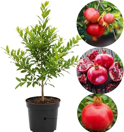 Pomegranate Tree Live Plant, Cold Hardy, 5-7 Inches Tall, 4 Inch Potted - Image 7