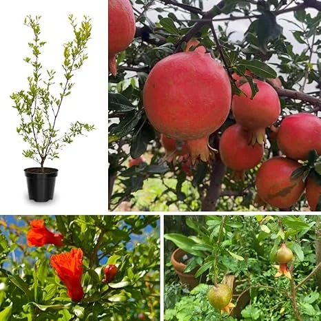 Pomegranate Tree Live Plant - Cold Hardy, 6-8 Inches Tall, All Year Planting - Image 4