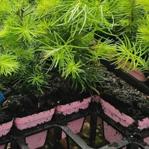 Ponderosa Pine Live Trees - 3 Inch Pots - Hardy Evergreen Conifers - Set of 4 - Image 3