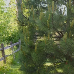 Ponderosa Pine Live Trees - 3 Inch Pots - Hardy Evergreen Conifers - Set of 4 - Image 5