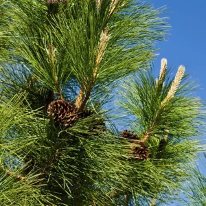 Ponderosa Pine Live Trees - 3 Inch Pots - Hardy Evergreen Conifers - Set of 4 - Image 1