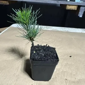 Ponderosa Pine Live Trees - 3 Inch Pots - Hardy Evergreen Conifers - Set of 4 - Image 7