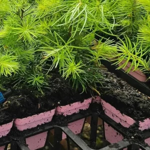 Ponderosa Pine Live Trees – Set of 4 Saplings, 3 Inch Pots – Outdoor Conifers - Image 3