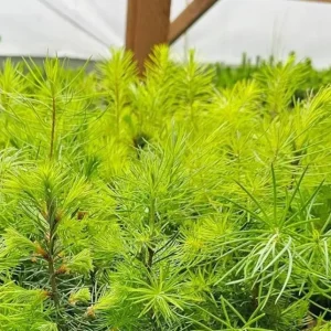 Ponderosa Pine Live Trees – Set of 4 Saplings, 3 Inch Pots – Outdoor Conifers - Image 4