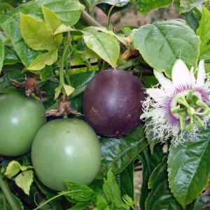 Possum Purple Passion Fruit Live Plant - Edible Passiflora Edulis Vine - 4-5 Inches Tall - Image 2