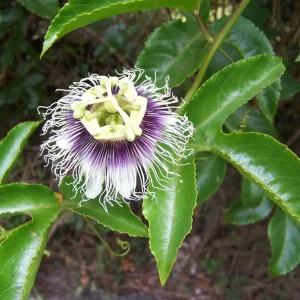 Possum Purple Passion Fruit Live Plant - Edible Passiflora Edulis Vine - 4-5 Inches Tall - Image 1