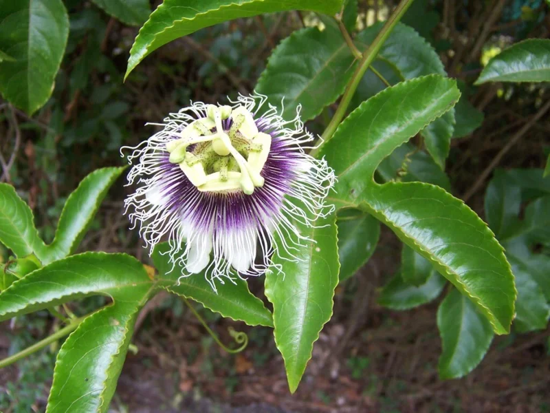 Possum Purple Passion Fruit Live Plant - Edible Passiflora Edulis Vine - 4-5 Inches Tall - Image 1