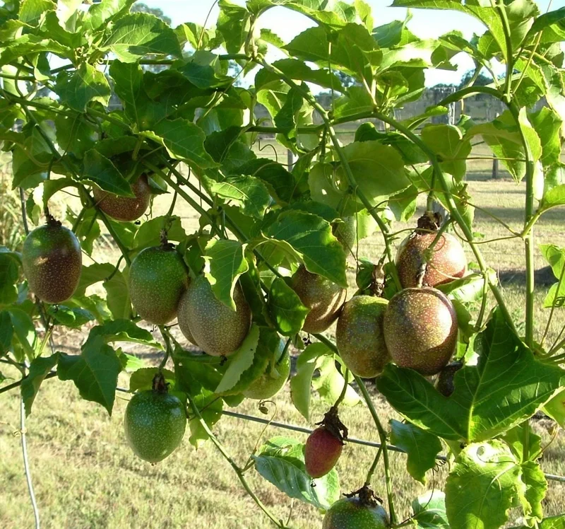 Possum Purple Passion Fruit Live Plant - Edible Passiflora Edulis Vine - 4-5 Inches Tall - Image 3