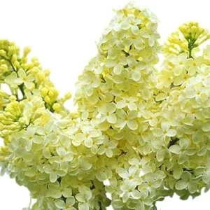 Primrose Lilac Tree 2-3 Ft Tall – Live Plant, Yellow Fragrant Flowers, Outdoor - Image 3