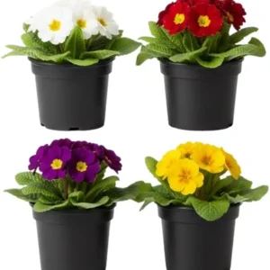 Primrose Live Plant 4-8'' Tall - Hardy Perennial for Indoor & Outdoor, Mixed Colors - Image 1