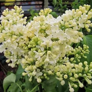 Primrose Yellow Lilac Tree - Rare Fragrant Syringa Live Plant 1-2 Ft Tall Outdoor - Image 3