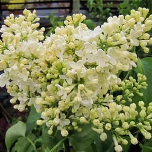 Primrose Yellow Lilac Tree - Rare Fragrant Syringa Live Plant 1-2 Ft Tall Outdoor - Image 7