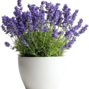 Provence Lavender Live Plants - 2 Pack, 4-8" Bare Root, Fragrant Purple Flowers, Outdoor Herb - Image 2