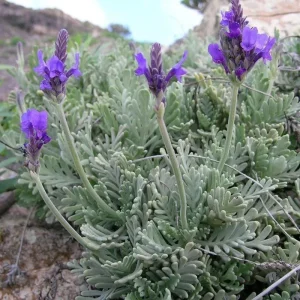 Provence Lavender Live Plants - 2 Pack, 4-8