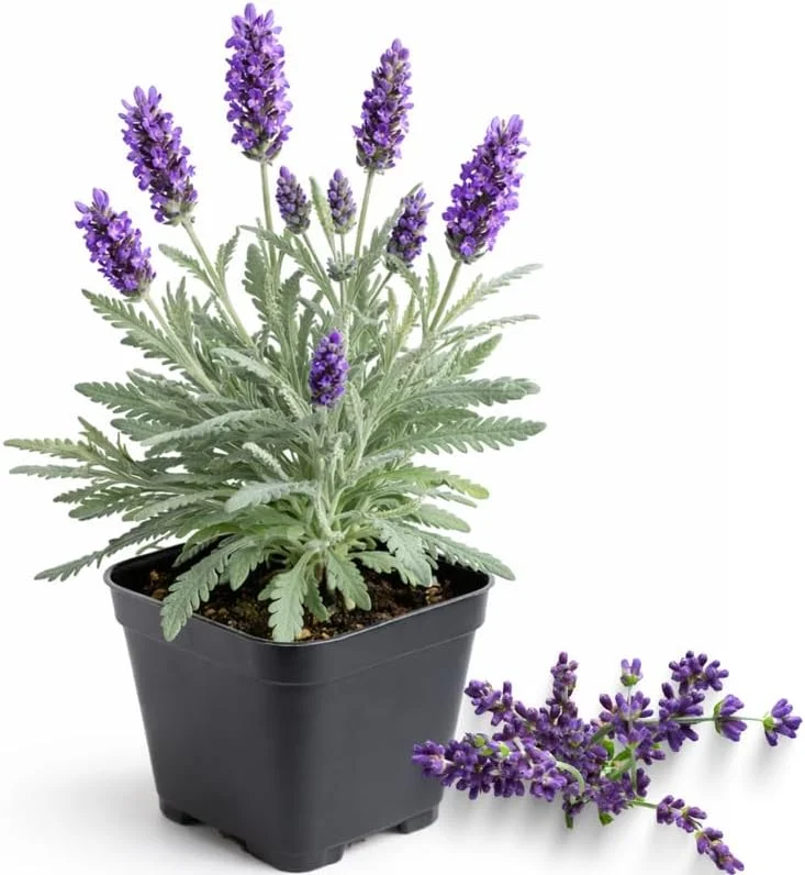 Provence Lavender Live Plants - 2 Pack, 4-8" Bare Root, Fragrant Purple Flowers, Outdoor Herb - Image 4