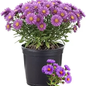 Purple Aster Live Plant – Perennial Flowers, 5-7 Inches Tall, Outdoor - Image 1