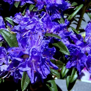 Purple Azalea Live Plant – Outdoor Shrub – 9 Months Old – Vibrant Color - Image 3