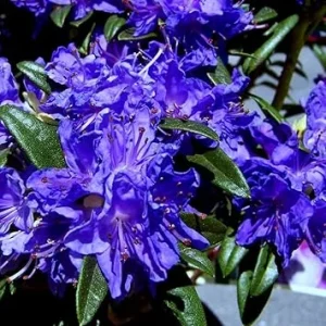 Purple Azalea Live Plant – Outdoor Shrub – 9 Months Old – Vibrant Color - Image 6
