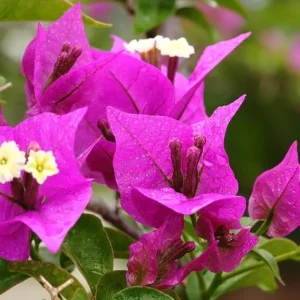 Purple Bougainvillea Live Plant, Perennial Flowering Vine, Rooted Starter 6-8 Inches - Image 2