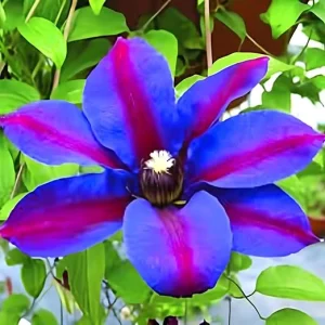 Purple Clematis Vine Live Plant - Fragrant Perennial Flowers in 2.5 Inch Pot - Image 3