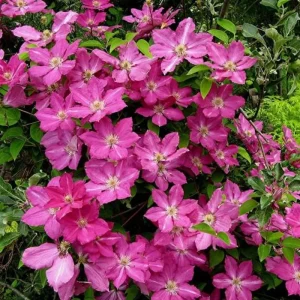 Purple Clematis Vine Live Plant - Perennial Flower Starter Plant in 2.5 Inch Pot - Image 2