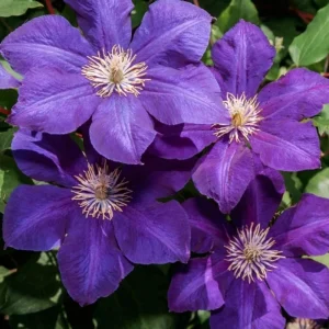 Purple Clematis Vine Live Plant - Perennial Flower Starter Plant in 2.5 Inch Pot - Image 3