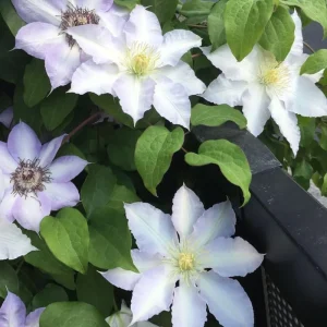 Purple Clematis Vine Live Plant - Perennial Flower Starter Plant in 2.5 Inch Pot - Image 1