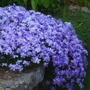 Purple Creeping Phlox Live Plant – Perennial – 4 to 6 Inch Starter Plant - Image 2