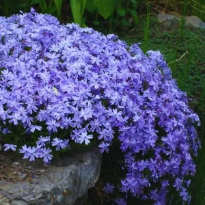 Purple Creeping Phlox Live Plant – Perennial – 4 to 6 Inch Starter Plant - Image 3