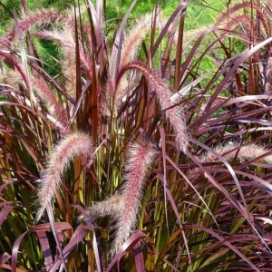Purple Fountain Grass Live Plant - Pennisetum Setaceum Starter - 5-8 Inch Tall - Image 1