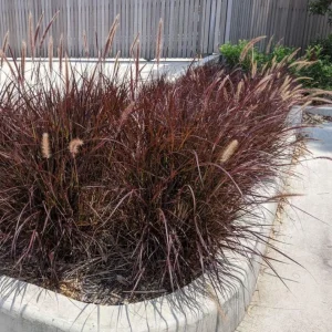 Purple Fountain Grass Live Plant - Pennisetum Setaceum Starter - 5-8 Inch Tall - Image 10