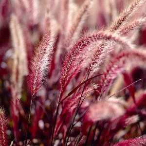 Purple Fountain Grass Live Plant - Pennisetum Setaceum Starter - 5-8 Inch Tall - Image 2