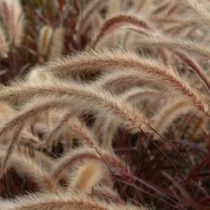 Purple Fountain Grass Live Plant - Pennisetum Setaceum Starter - 5-8 Inch Tall - Image 3