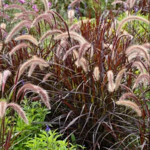 Purple Fountain Grass Live Plant - Pennisetum Setaceum Starter - 5-8 Inch Tall - Image 4