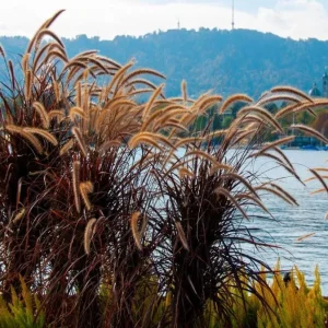 Purple Fountain Grass Live Plant - Pennisetum Setaceum Starter - 5-8 Inch Tall - Image 8