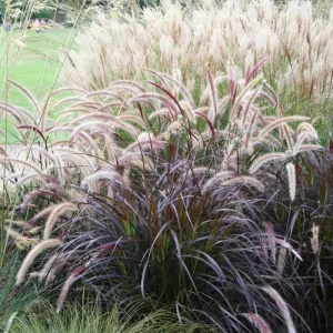 Purple Fountain Grass Live Plant - Pennisetum Setaceum Starter - 5-8 Inch Tall - Image 9