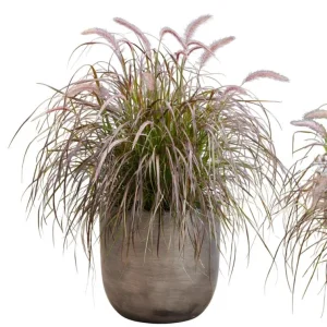 Purple Fountain Grass Live Plant – Set of 2 Ornamental Grasses 5-8 Inch Tall - Image 10