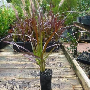 Purple Fountain Grass Live Plant – Set of 2 Ornamental Grasses 5-8 Inch Tall - Image 2