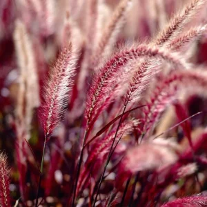 Purple Fountain Grass Live Plant – Set of 2 Ornamental Grasses 5-8 Inch Tall - Image 3