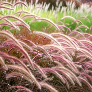 Purple Fountain Grass Live Plant – Set of 2 Ornamental Grasses 5-8 Inch Tall - Image 6