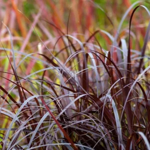 Purple Fountain Grass Live Plant – Set of 2 Ornamental Grasses 5-8 Inch Tall - Image 7