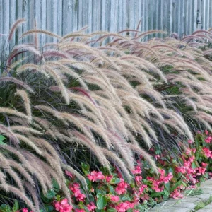 Purple Fountain Grass Live Plant - Set of 3 Ornamental Grasses 5-8