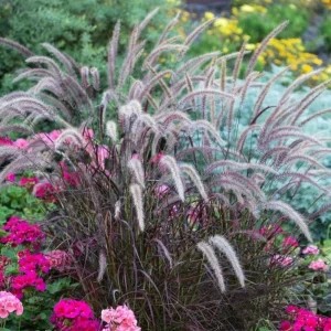 Purple Fountain Grass Live Plant - Set of 3 Ornamental Grasses 5-8