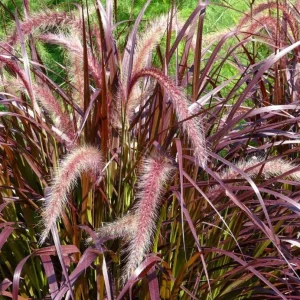 Purple Fountain Grass Live Plant - Set of 3 Ornamental Grasses 5-8