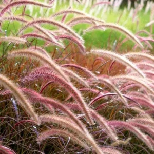 Purple Fountain Grass Live Plant - Set of 3 Ornamental Grasses 5-8
