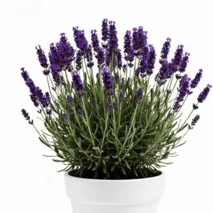 Purple French Lavender Live Plant – 4 inch Pot – Fragrant Herb for Garden & Container - Image 6