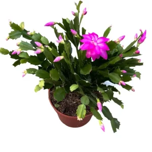 Purple Holiday Cactus Live Plant - Thanksgiving & Christmas Cactus, 4-6
