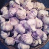 Purple Italian Garlic Bulbs - Organic Heirloom for Planting & Eating - 1-10 lbs - Image 1