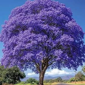 Purple Jacaranda Live Plant – 6-12'' Tall Flowering Tree – Outdoor - Image 4